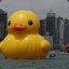 Rubberduck