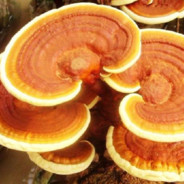 Reishi 粗粗的好痛