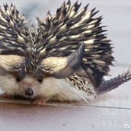 当个锤子苍蓝星