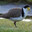 Plover