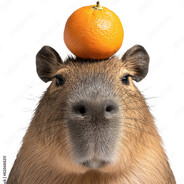 Capy