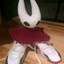 Hornet Silksong's avatar
