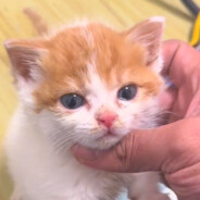 略猫蛆出来和你粘豆包爹单挑