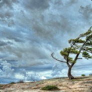 Тактика вомбата