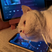 魔魔胡胡胡羅蔔丶