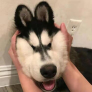 喵苗秒妙