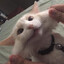 Videos de risa