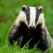 Badger