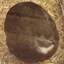 fatass bird