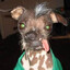 DogCrazy