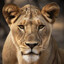 Lioness_TKS