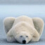 PolarnyGacek
