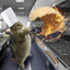 Chef gato