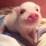 我的脑袋分你一半