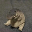 Greg