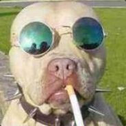 Punkdog - steam id 76561197969600963