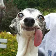 DOG MORPHINE avatarı