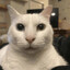 shima's avatar