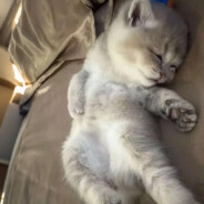 睡他个四脚朝天8！