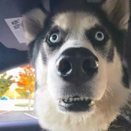 我是一个大傻逼