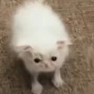 УШНАЯ ПАЛОЧКА Steam avatar