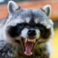 Aggressive Raccoon