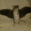 Sparrow