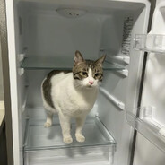 正在编译着色器