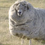 I am Sheep