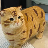 狗熊岭无敌霹雳熊