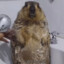 DrMarmota