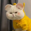 肥头大耳猫
