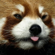 lesser panda