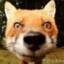 StealthFoxx