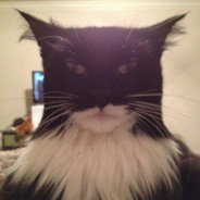 CATMAN7