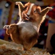 Kupyxa - steam id 76561197961392292