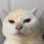 Why_Cat