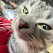 深沉哥正在捉你