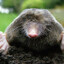 The Humble Mole