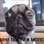 Я МОПС МНЕ ПОФИГ