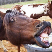 吾乃半人，马叶川者