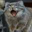 Manul - The pallas cat