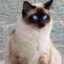 transgender siamese cat