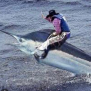 bluefin