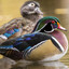 Wood Duck