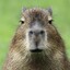 Capybara-
