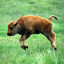 Baby_Buffalo