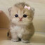 Good Kitten
