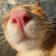 猫猫我在闭眼操作