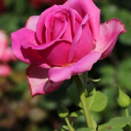 叮叮当当去买菜